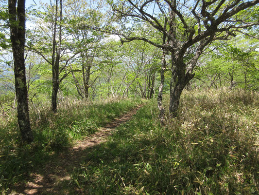 気持ちのいい山道