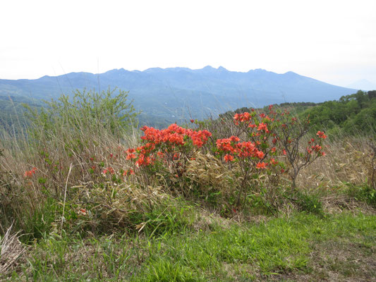 こちらはツツジと八ヶ岳連峰