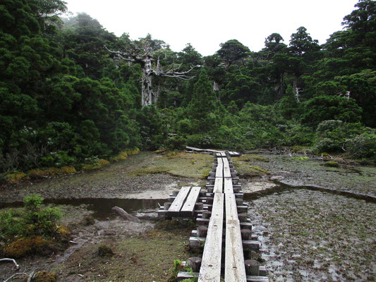 花之江河　天気のせいもあるが、今ひとつの湿原