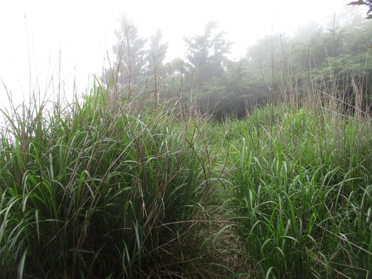 再び秋山峠に戻る　昔来たときには、開けた明るい広場風だった記憶だが、すでにカヤトにおおわれいる