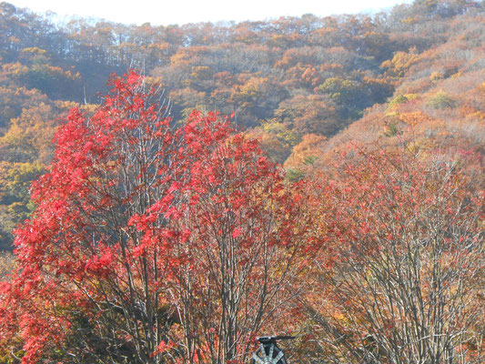 ビーナスラインの紅葉