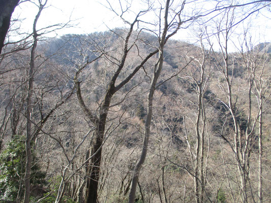 高取北尾根から華厳山を見る　樹々の梢がだんだんと赤味を増している　すでに冬芽が芽をふく準備万端といった様子　輝いていて美しい