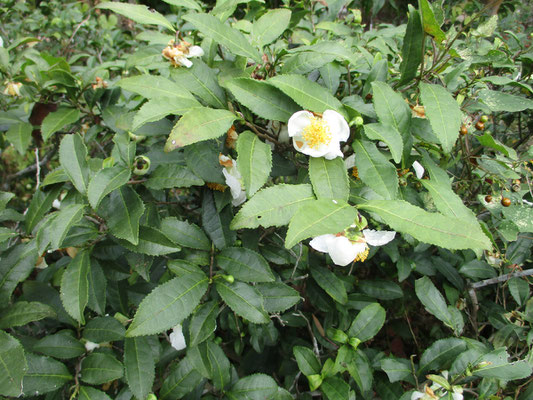 茶の木の生垣も花盛り