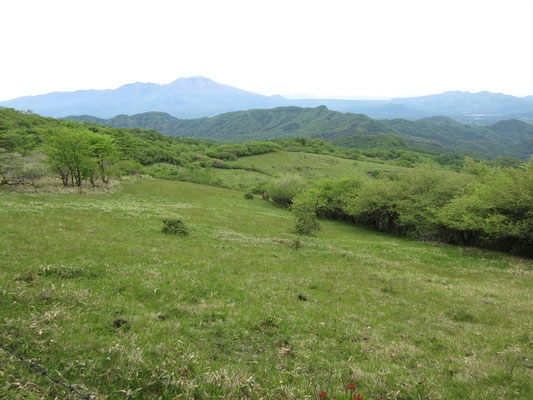 こちらは草原の向こうの浅間山