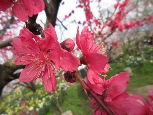 桃の花4