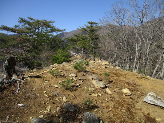 多分、この設置の為にか、山頂付近はスッキリと伐採されいてすこぶる展望良し　周囲には赤松の小さな苗が植えられていた