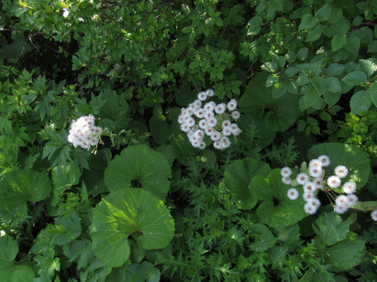 フキの花のあと、タネの姿がきれい