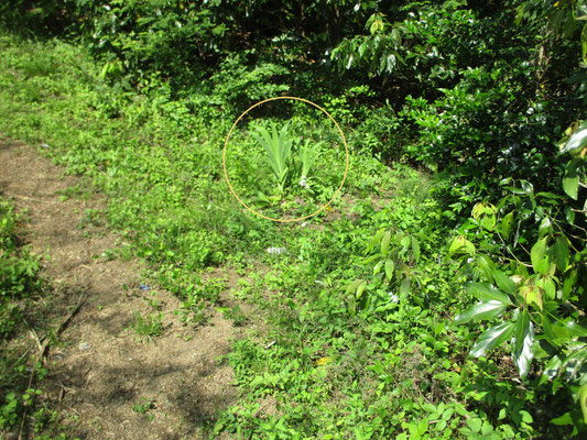 登山口にはヒオウギの葉っぱが元気に茂っている（◯のところ）