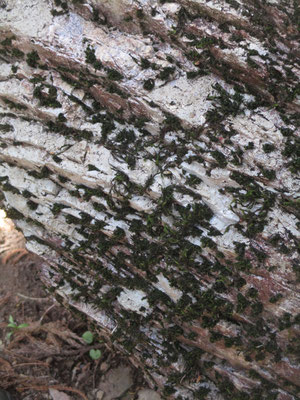 層状になっているところに苔がついている