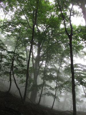 稜線に着く頃には大きなブナの木が現れる