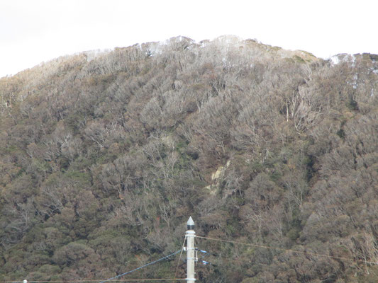 望遠で撮った城山の稜線部　マテバシイの林は本来深緑に見えるはずなのに、潮風をまともに受けているので葉が落ちスケスケに白っちゃけている