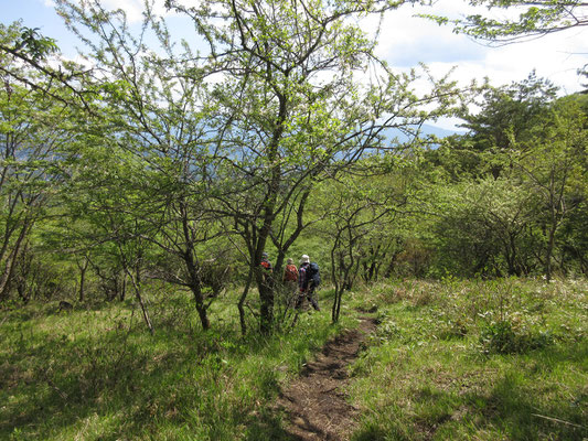 でも、すぐにこんな山道となり〜