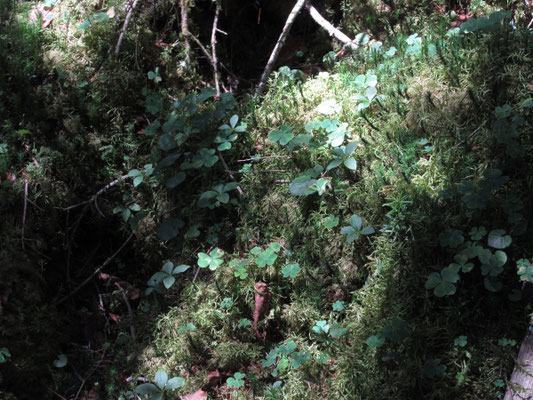 苔のなかからミヤマカタバミの三つ葉が合唱しているみたい