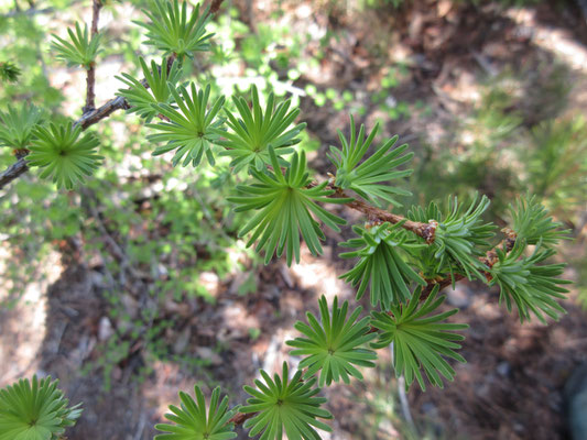 植林されたカラマツの葉っぱがまだ子供　柔らかくかわいい