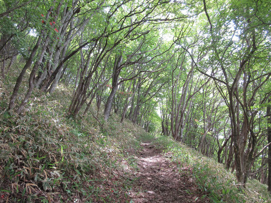 登山口からしばらく登ると、こんな気分のいい静かな山道