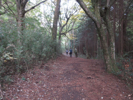 最初はふかふかの歩きやすい山道を下っていく