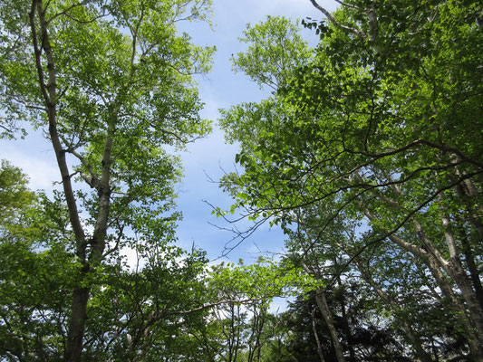 梅雨の晴れ間の空は淡い水色　なんとも言えない色合いだ