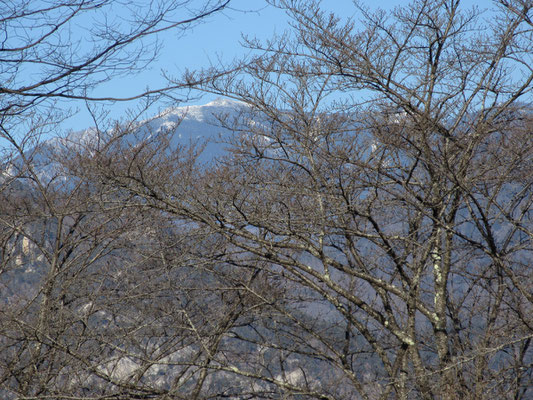 下山途中で枝越しに漸く見えた金峰山　粉砂糖をふりかけたような雪