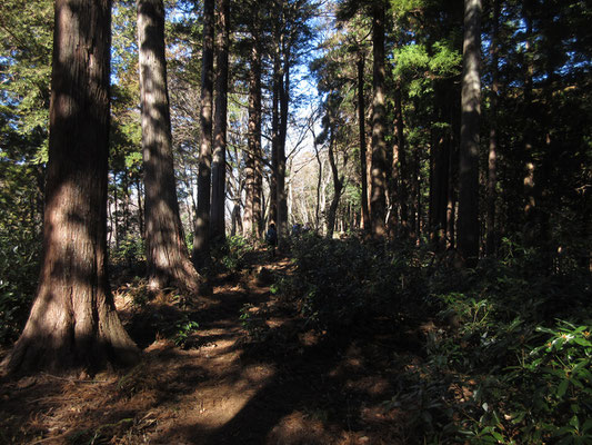 清川村の植林帯　杉林