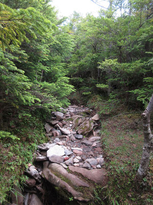 沢状の地形から、だんだん登山道っぽくなり上に近づいたのがわかる