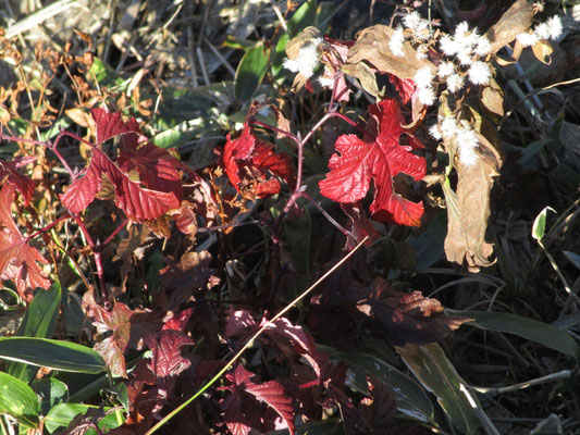 草紅葉