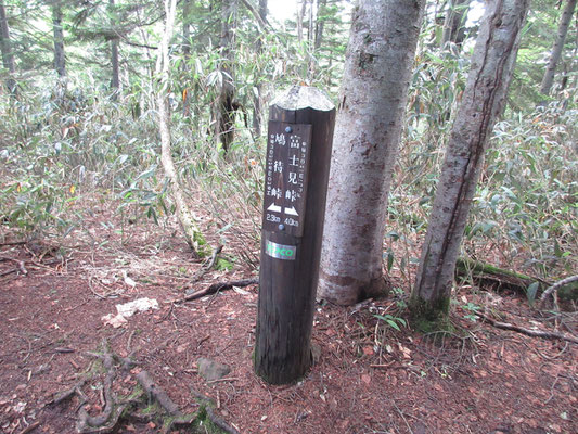 横田代以降は消化試合　湿地帯のような下山道をひたすらゆく　あと2.3キロ