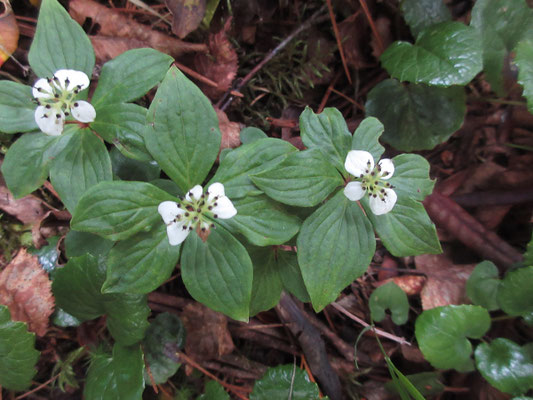 咲き残りのゴゼンタチバナ 花の部分はもう実になっている