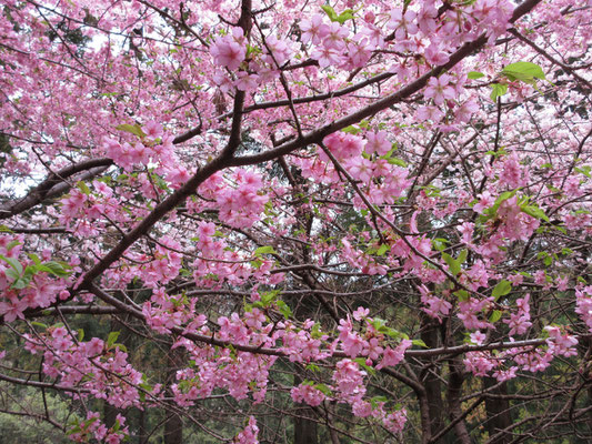 当日のお花その8　こちらは河津桜　色が濃いめ