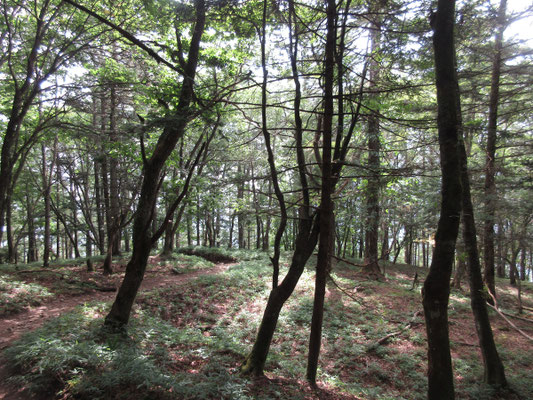 再び登山口に向け下山