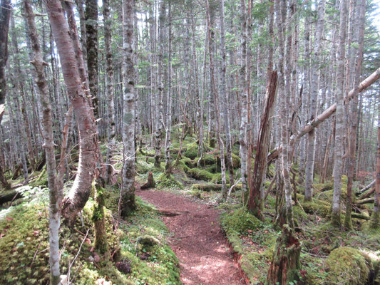 再び樹林帯 概ねこのような山道でとても歩きやすい