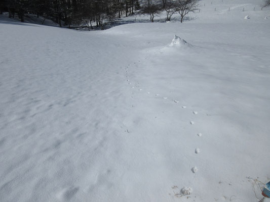 フカフカの新雪に動物の足跡がそこかしこに