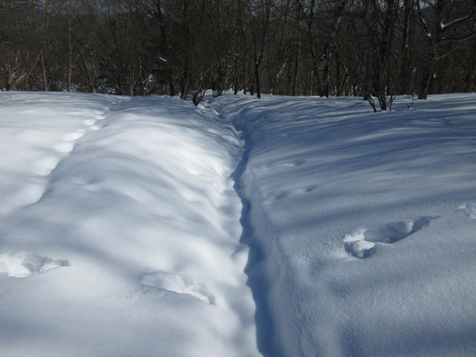 下山は先程の分岐まで戻り、谷筋に取り周回コースとする　北斜面で雪が多い