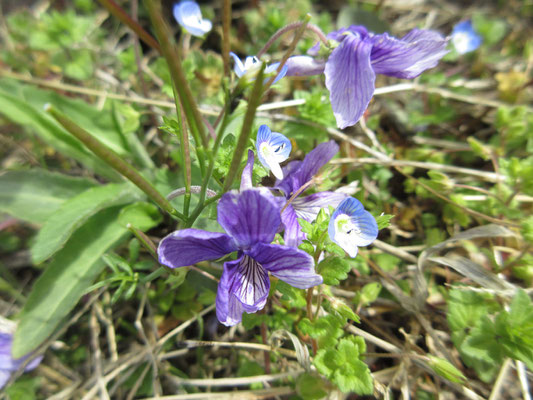 こんな網目の花びらのスミレ　