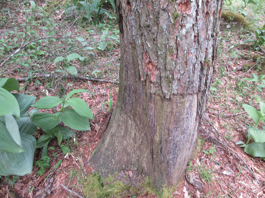 カラマツなどの樹木はシカの樹皮食いの被害にあっている　こんな風に樹皮を剥がされてしまうと、もうこの木は枯れるしかない