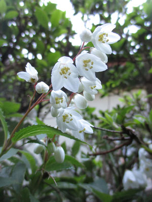 うつむいている花に、カメラを下から当てて写した