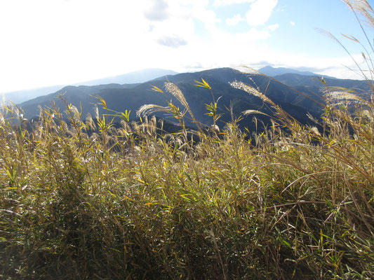 手前のススキが冬の斜めの陽光に輝き美しい