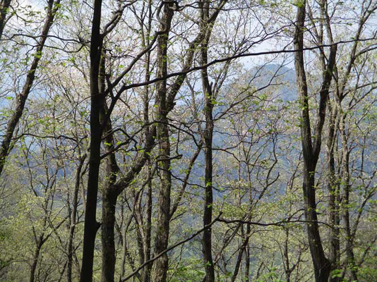 権現山へは急登でしたが、ふり返れば樹林越しに淡く百蔵山が見えます