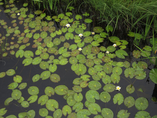 午前中には開いていなかったヒツジクサの花がだんだんと咲き始める