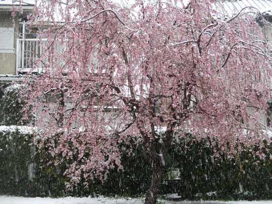 雪をつけた、この前スケッチしたしだれ桜