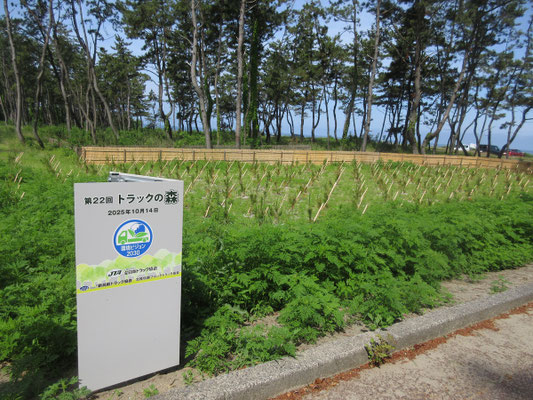防砂林の苗を植えている場所
