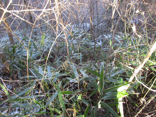 その保護柵の中は、スズタケを始め往年の丹沢には普通に生えていた植生が回復している　いかにシカの食圧が凄まじいかが、これで分かる