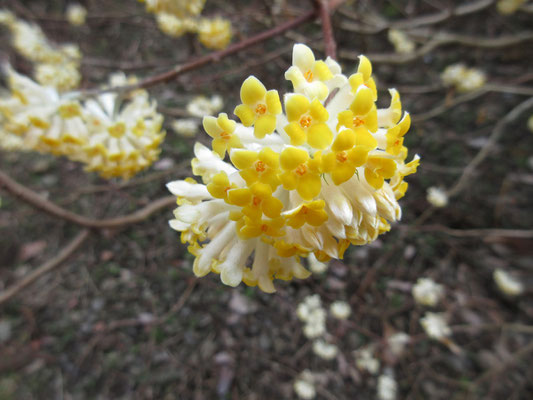 当日のお花その7　まん丸のミツマタの花