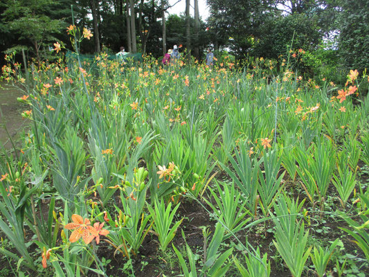 こんなに沢山のヒオウギが咲く場所は県内にはほかにないはず