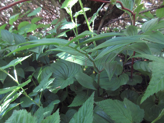 よく見ないと分からないが、葉の付いた茎から小さな丸いものがぶら下がっている　タケシマランの実　まだ色が緑色