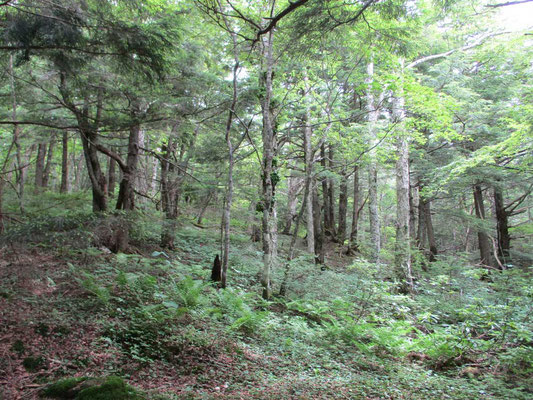 地蔵峠への下山路は大きなコメツガの森　しっとりといい雰囲気ですが、八ヶ岳のそれとは異なります