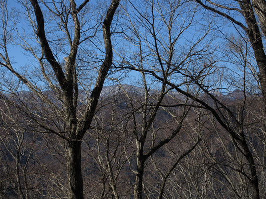 秋葉山から更に尾根を進む　
