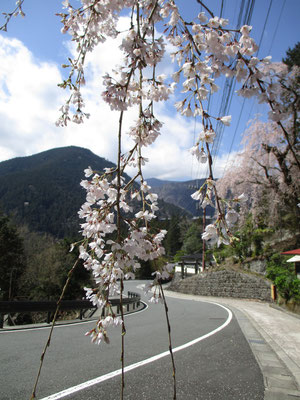 さて本命の久遠寺に向かうことになるが、道路の脇にも目の高さに垂れ込める枝垂れ桜