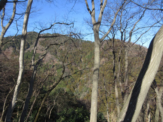 樹林越しに隣の経ヶ岳を見るが、植林帯の杉がすでに花粉の準備をしているような色合いに見える　