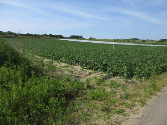 広がる畑　まるでここだけ見れば北海道のような広大さ