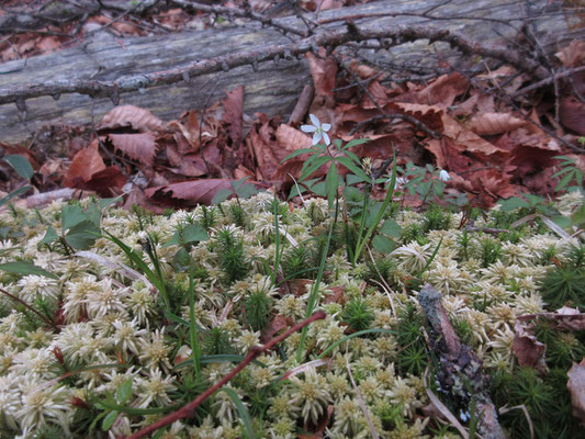 こんなフカフカの苔のなかにたくさん咲いていた